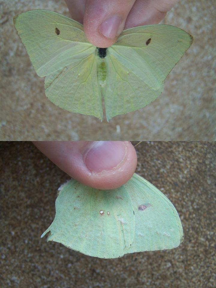 FIGURE 3c FIGURE 3c